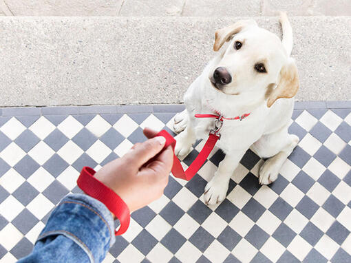 Chien avec collier rouge assis à côté du propriétaire