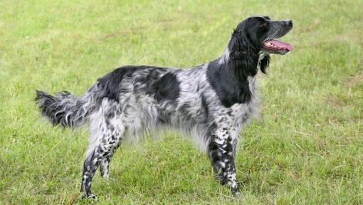 Münster Spaniel staat op het gras