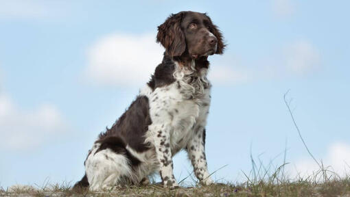 Münster Spaniel staat op het gras op een hete zomerochtend