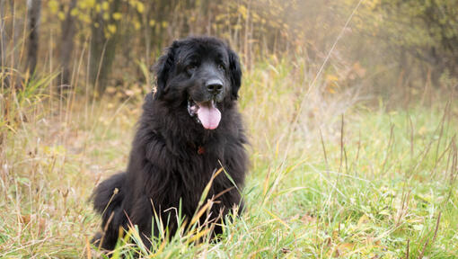 Newfoundland staat in het bos