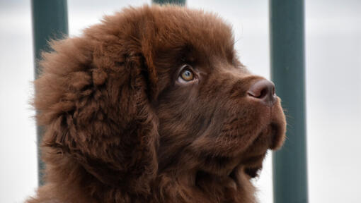 De bruine puppy van Newfoundlander let op vooruit
