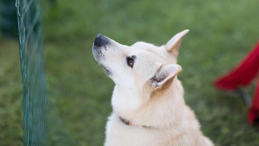 Le Norvégien Buhund se tient dans la cour et regarde vers l'avant