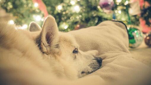 De Noorse Buhund doet een dutje bij de kerstboom