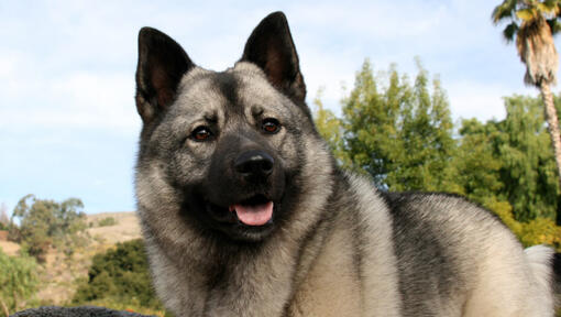 Norwegian Elkhound marche dans le bois