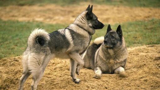 Twee Noorse Elandhonden spelen met elkaar op het gras