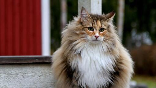 Le chat des forêts norvégiennes est debout dans la cour