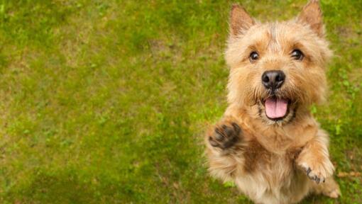 Terrier sautant vers la caméra