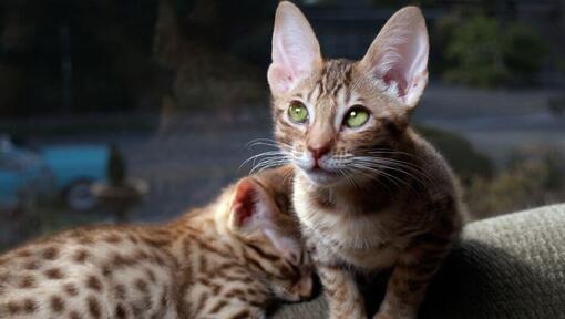 Twee Ocicat-kittens bereiden zich voor op een slaap