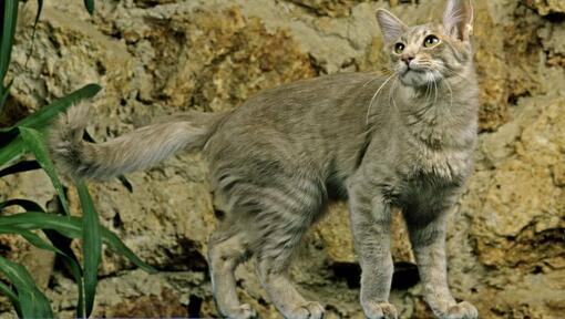 Chat oriental à poil long joue dans le jardin