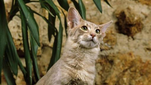 Chat oriental à poil long est debout près de pot de fleurs