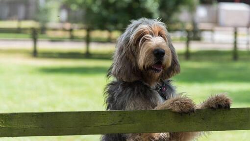 Otterhound appuyé sur une clôture