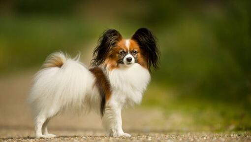 Papillon Spaniel staat in het park