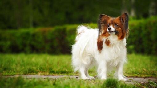 Papillon Spaniel staat in het park op een warme lenteochtend