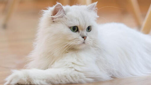 Perzische langharige kat ligt op de vloer