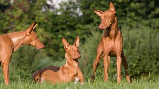 Drie honden die op het gras rusten