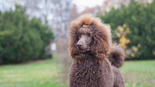 Caniche brun (standard) marchant dans le jardin verdoyant