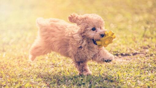 Caniche Toy joue et saute dans le jardin dans une chaude journée d'été