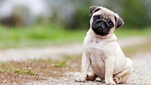 Pug zittend op de landweg