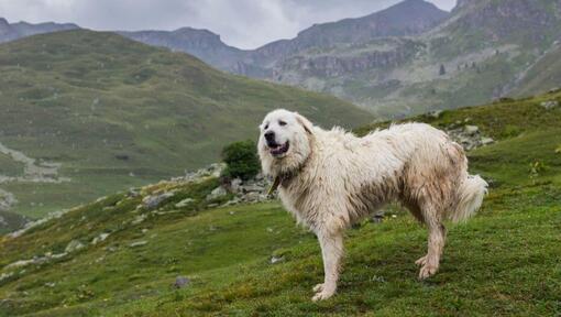 Pyreneese berghond staat in de buurt van de berghellingen