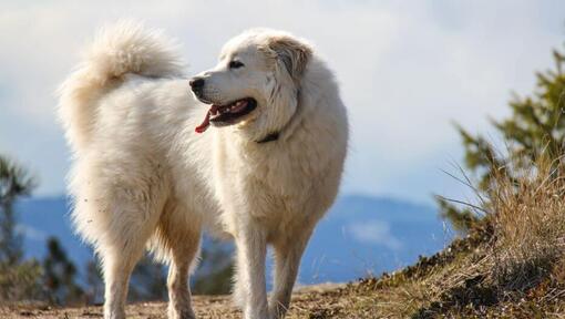 Pyreneese berghond loopt in de buurt van de berg