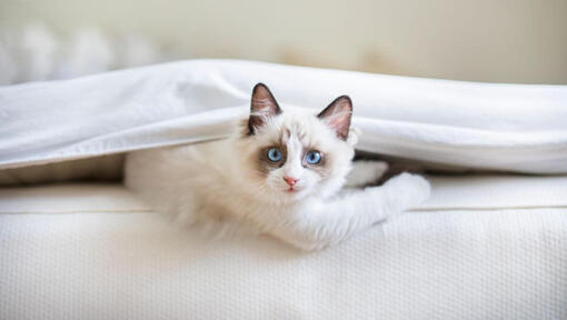 Ragdoll-kat ligt onder een deken in bed