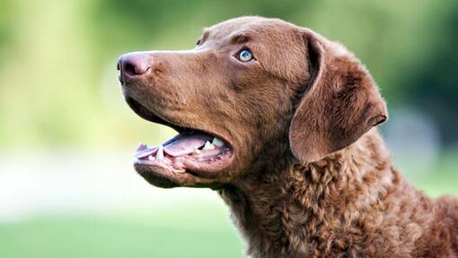 Chesapeake Bay Retriever met blauwe ogen