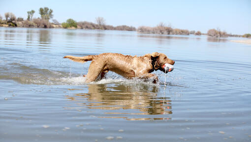 Chesapeake Bay Retriever in het water