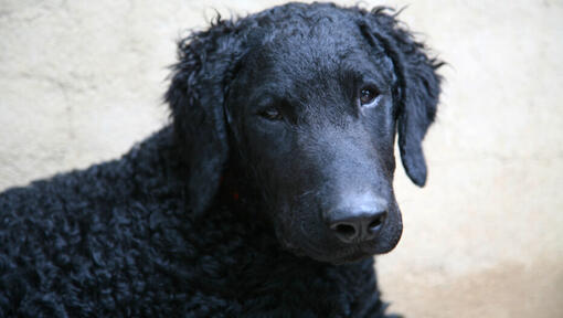 Zwart gekrulde retriever kijken