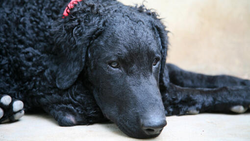 Curly coated retriever met liggende rode kraag