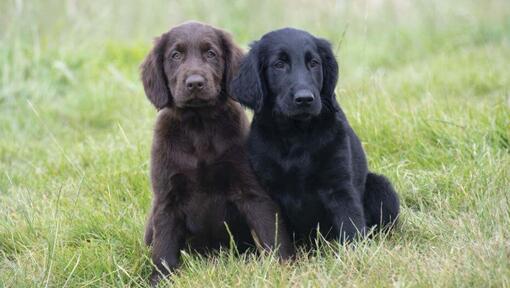 Zwart met bruine Flat Coated Retriever-puppy's