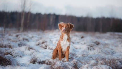 Retriever debout dans la neige