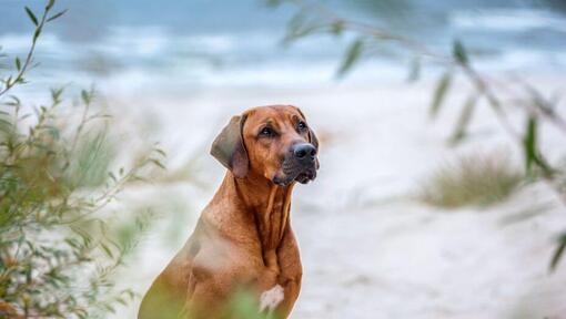 Rhodesian Ridgeback op het strand