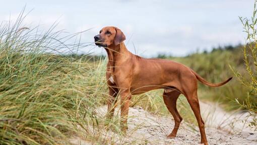 Rhodesian Ridgeback die zich op het zand bevindt