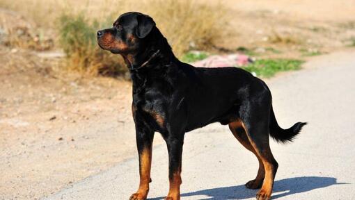 Rottweiler die zich op de weg bevindt