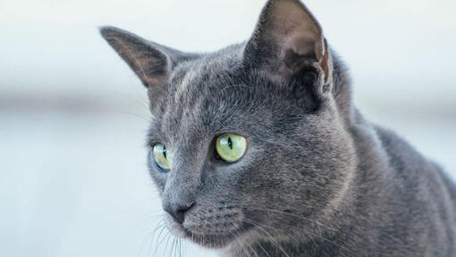 De Russische Blauwe kat kijkt naar iemand