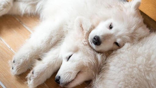Deux chiens Samoyède dormant
