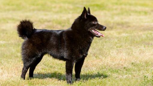 Schipperke est debout sur l'herbe