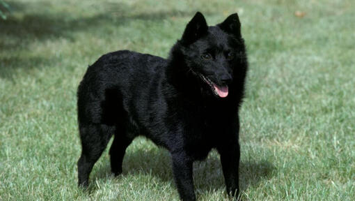 Schipperke est debout sur l'herbe et a hâte