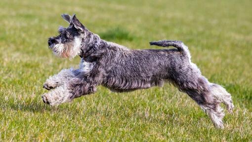 Schnauzer Standard speelt en springt op het gras