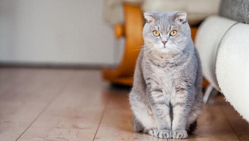 De Scottish Fold-kat staat op de vloer