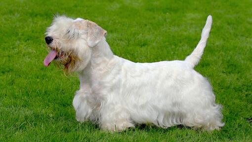 Sealyham Terrier debout sur l'herbe