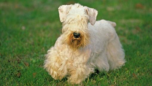 Sealyham Terrier speelt in de tuin