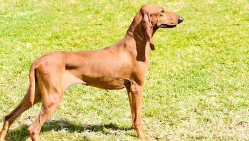 Italiaanse geurhond die op het gras staat