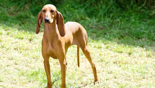 Italiaanse hond staat en kijkt ernaar uit