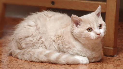 Le chat Selkirk Rex est allongé sur un sol dans la cuisine