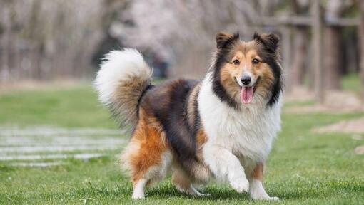 Shetland Sheepdog lopen op groen gras