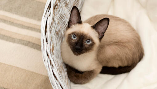 Siamese kat ligt in een rieten mand