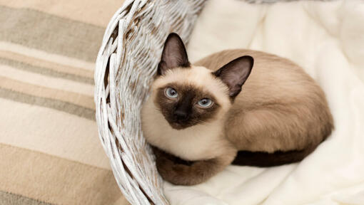 Siamese cat is lying in a wicker basket