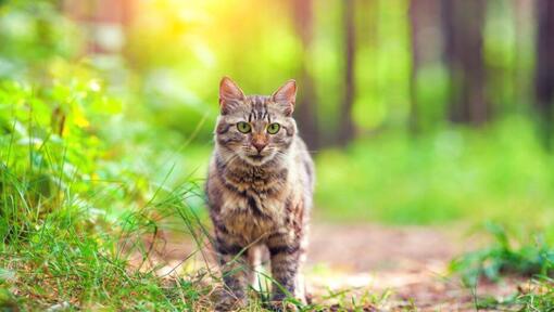 Chat de la forêt sibérienne marche dans le bois