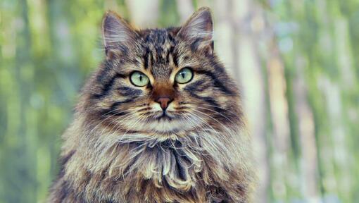 Chat de la forêt sibérienne est debout près du bois